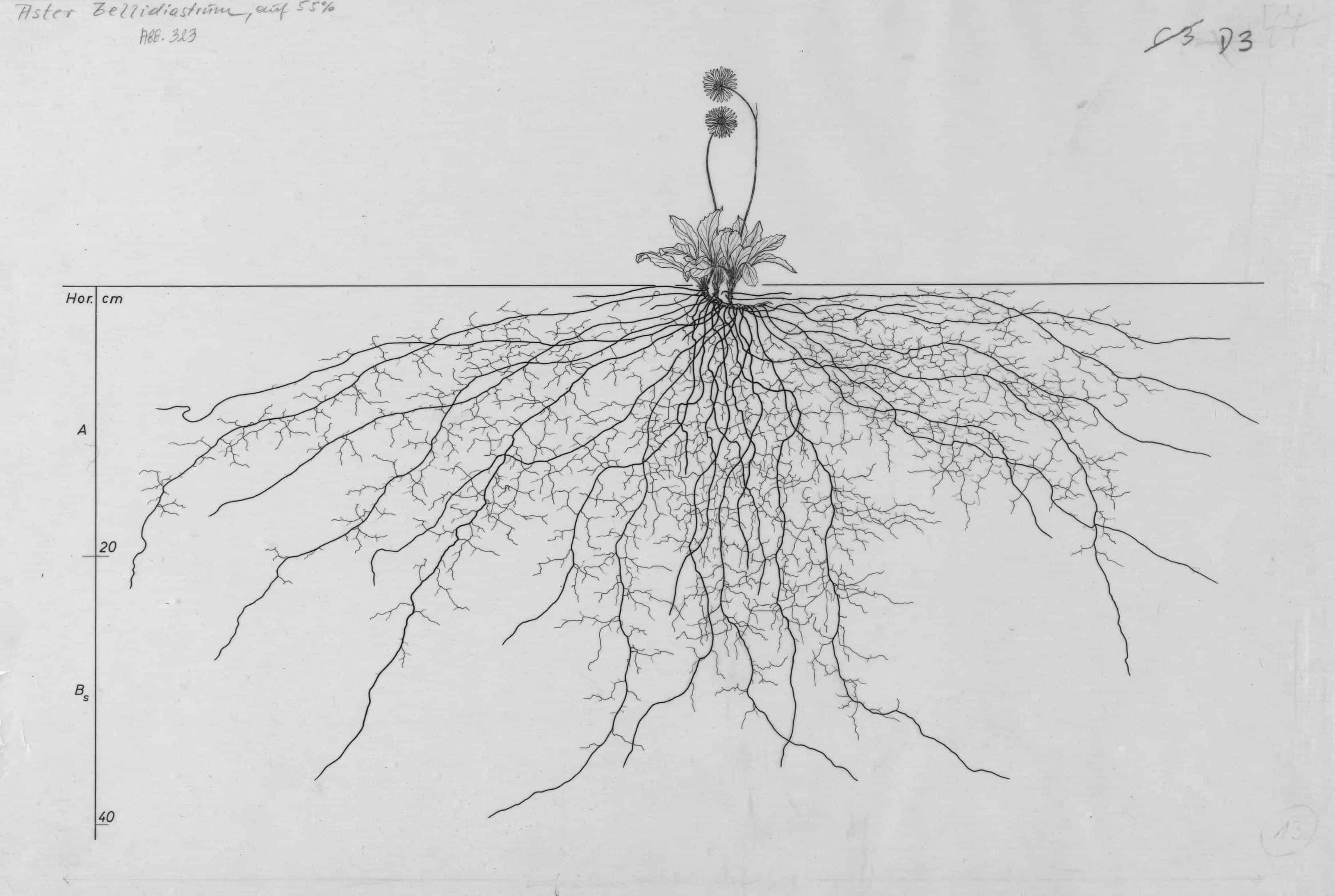 Hand illustration of 'Aster bellidiastrum.' The focus of this illustration is the root system. The plant, flower, seed, and leaves are shown above and below is the extensive root system of the plant which covers an area many times the size of the above-ground components.
